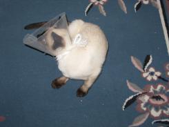 more kittens